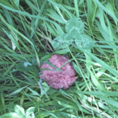 Dego, allarme per polpette avvelenate lungo la strada Carpezzo-Stazione