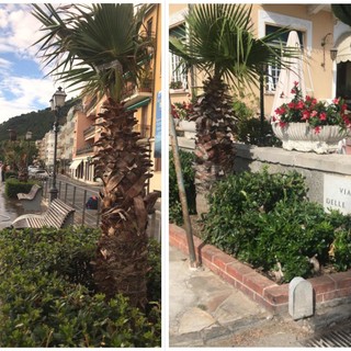 Nuove palme e alberi ad alto fusto per la Città di Alassio (FOTO)