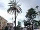 Ceriale: ultimati i lavori di messa a dimora di 6 nuove palme sul Lungomare