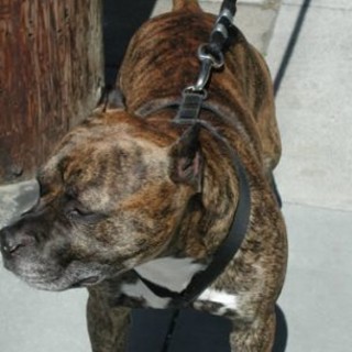 Villanova: pitbull aggrediscono passante, sequestrati