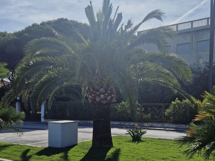 Ceriale, il punteruolo rosso arretra: le palme della passeggiata tornano a vegetare Ceriale, il punteruolo rosso arretra: le palme della passeggiata tornano a vegetare