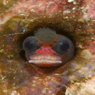 La capitaneria di Savona controlla il pesce venduto negli esercizi della Valle d'Aosta: Regolari? Nessuno.