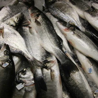 A Laigueglia torna "Il salto dell'acciuga"