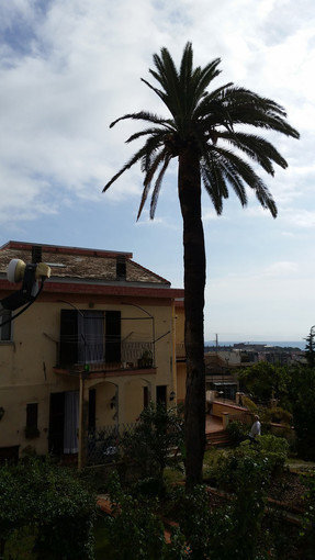 A Savona primo caso di puntuerolo rosso: piano di prevenzione tra Comune e ATA A Savona primo caso di puntuerolo rosso: piano di prevenzione tra Comune e ATA