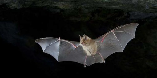 A Ceriale una serata alla scoperta del pipistrello