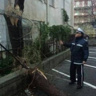A Borghetto Santo Spirito un pino cade in un condominio di largo Doria