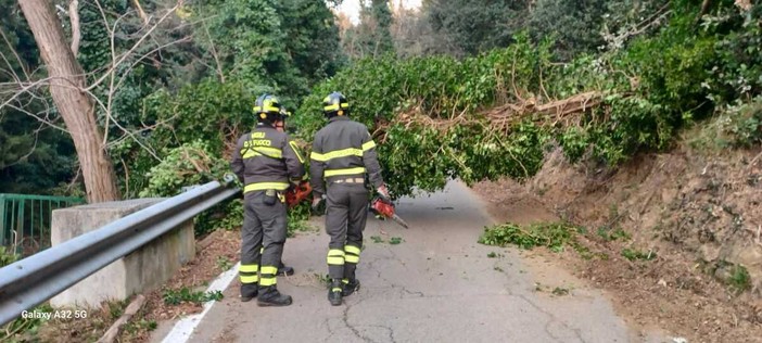 Savona, albero cade in via alla Strà: "Nessuna manutenzione, l’ex ostello è abbandonato"