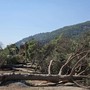 Andora, abbattuta la pineta dell’ex hotel Ariston. Casella (AVS): "Danno irreparabile per il territorio" Andora, abbattuta la pineta dell’ex hotel Ariston. Casella (AVS): "Danno irreparabile per il territorio"