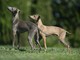 Razze di cani piccoli: i più affettuosi, agili e intelligenti da conoscere Razze di cani piccoli: i più affettuosi, agili e intelligenti da conoscere