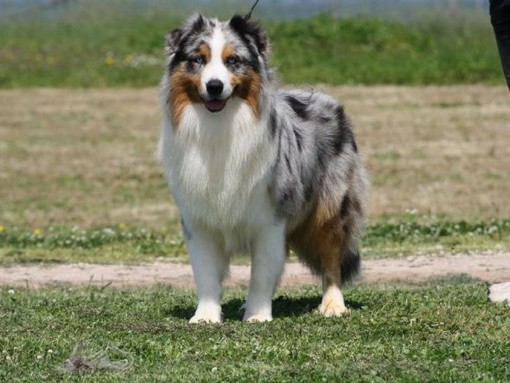 Quiliano: cane cade dalle cascate della Donnaiola salvato dopo tre giorni dai Vigili del Fuoco