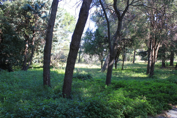 Lettera aperta di Roberto Nicolick: "Il parco Astengo del San Paolo di Savona, una opportunità" Lettera aperta di Roberto Nicolick: "Il parco Astengo del San Paolo di Savona, una opportunità"
