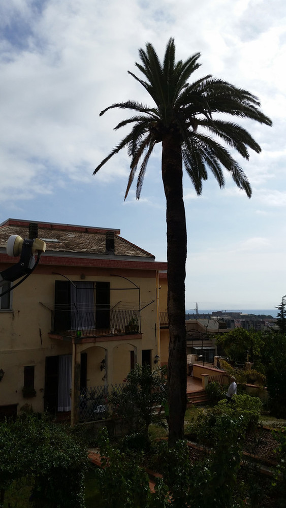 A Savona primo caso di puntuerolo rosso: piano di prevenzione tra Comune e ATA A Savona primo caso di puntuerolo rosso: piano di prevenzione tra Comune e ATA