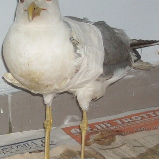 Tiro al gabbiano a Pietra Ligure