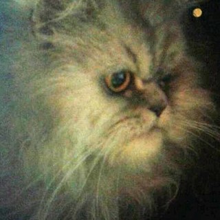 Abbandonata gattina incinta, "Sono in dolce attesa e la gatta pure, non posso più prendermene cura"