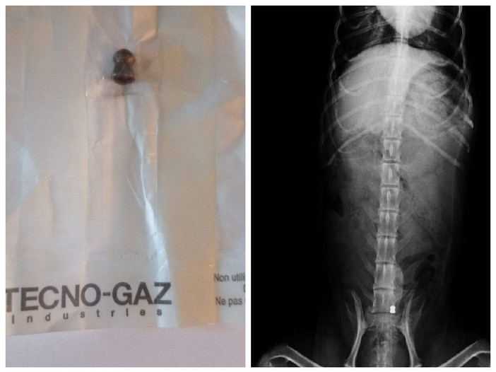 Cane viene gravemente ferito da un pallino ad aria compressa a Pontinvrea: indagini dei carabinieri