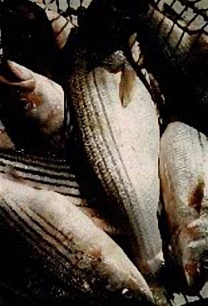 Savona: controlli sul pesce, provincia al setaccio