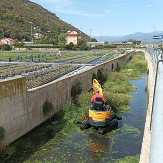 Albenga, prosegue la messa in sicurezza dei corsi d'acqua: pulito il rio Avarenna