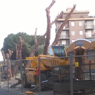 Albenga non è più città amica degli alberi? Dubbi del WWF su via Gramsci. Tomatis: &quot;Abbiamo valutato bene l'intervento e piantato aranci&quot;