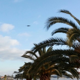 Savona, il punteruolo rosso colpisce le palme savonesi. l'assessore Santi: "55mila euro per curarle, faremo il possibile"