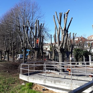 Carcare, potatura del patrimonio arboreo in varie zone del territorio comunale (FOTO)