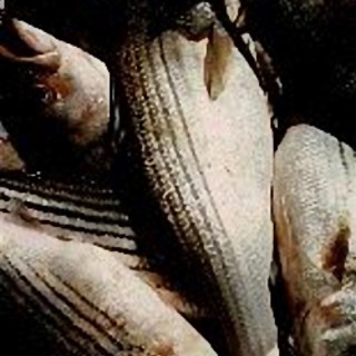 Savona: controlli sul pesce, provincia al setaccio