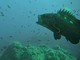 Boom di animali nella riserva marina di Bergeggi: che cosa succederà con questo crollo delle temperature? Boom di animali nella riserva marina di Bergeggi: che cosa succederà con questo crollo delle temperature?