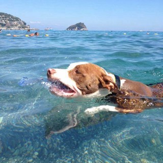 La prima foto è stata scattata allo stabilimento "Pluto Beach" di Spotorno. Il secondo allegato è l'elenco delle spiagge per animali disponibili in Liguria
