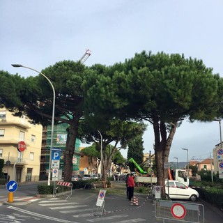Pini pericolanti a Loano: esposto al sindaco contro il taglio
