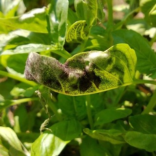 Serial killer in azione in Liguria: colpito il Basilico!