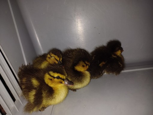 Cinque paperotti intrappolati in un tombino, la segnalazione di una famiglia salva i piccoli