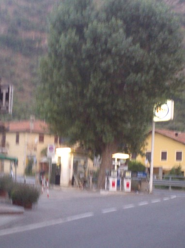 Il pioppo abbattuto Il pioppo abbattuto