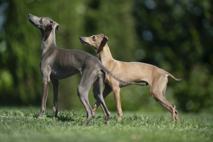 Razze di cani piccoli: i più affettuosi, agili e intelligenti da conoscere