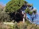 Pino monumentale in pericolo a Finalborgo, Castellazzi (Verdi): "La burocrazia ucciderà lo storico albero?" Pino monumentale in pericolo a Finalborgo, Castellazzi (Verdi): "La burocrazia ucciderà lo storico albero?"