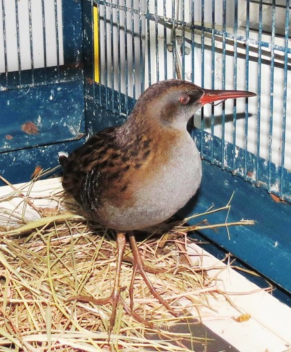 Migliaia di storni alla foce del Letimbro di Savona, Enpa:"Quale impatto ha apertura caccia sulla loro presenza?" Migliaia di storni alla foce del Letimbro di Savona, Enpa:"Quale impatto ha apertura caccia sulla loro presenza?"