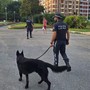 Hashish nascosto sotto una siepe, lo spaccio tra gli spalti delle Trincee: arrestato a Savona un 26enne Hashish nascosto sotto una siepe, lo spaccio tra gli spalti delle Trincee: arrestato a Savona un 26enne