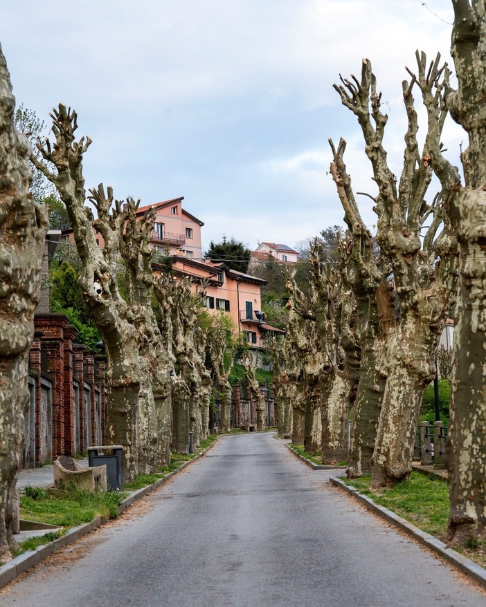 Altare, manutenzione del verde pubblico: interventi sui platani per sicurezza e decoro urbano