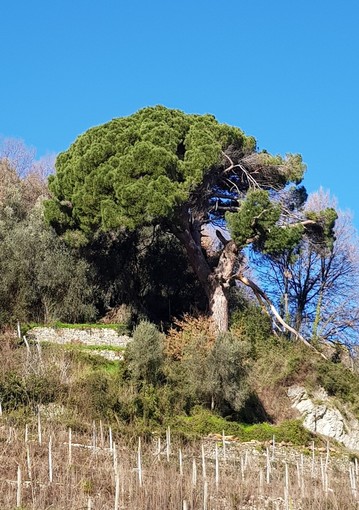 Pino monumentale in pericolo a Finalborgo, Castellazzi (Verdi): &quot;La burocrazia ucciderà lo storico albero?&quot;