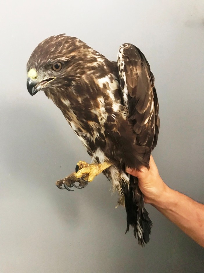 L'Enpa soccorre una poiana ferita alle zampe da un filo aereo