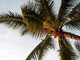 Loano, al via la piantumazione di 21 nuove palme sulla passeggiata a mare