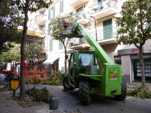 Albenga: in via dei Mille sono partiti i lavori di potatura delle magnolie
