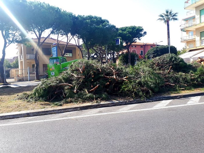 Loano, la minoranza: "18 piante su 25 abbattute per cattiva cura imputabile all'uomo" Loano, la minoranza: "18 piante su 25 abbattute per cattiva cura imputabile all'uomo"