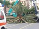 Le palme di Albenga ancora colpite dal parassita killer: il punteruolo rosso