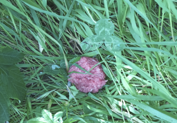 Dego, allarme per polpette avvelenate lungo la strada Carpezzo-Stazione