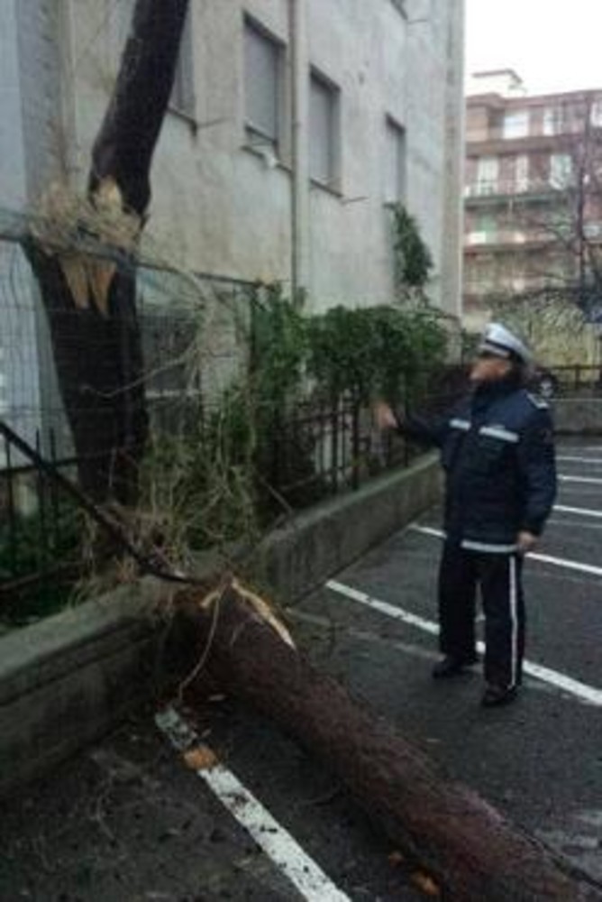 A Borghetto Santo Spirito un pino cade in un condominio di largo Doria