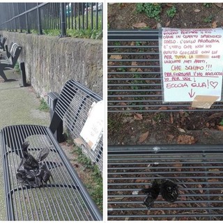 Savona, singolare protesta anti-deiezioni: raccoglie escrementi di cani e li dissemina sulle panchine (FOTO)