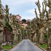 Altare, manutenzione del verde pubblico: interventi sui platani per sicurezza e decoro urbano Altare, manutenzione del verde pubblico: interventi sui platani per sicurezza e decoro urbano