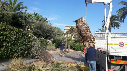 Palma si spezza e cade sulla passeggiata di Finale, Guzzi: "Piante tutte censite a settembre 2014, arbusto era sano"