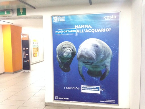 A Vado Ligure ignoti animalisti contro gli spot dell'Acquario di Genova