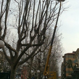 Albenga, proseguono i lavori di potatura degli alberi di Viale Italia