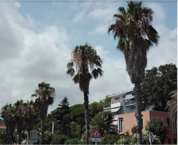 Incuria per tredici palme ai Piani, "Uniti per Celle": "Il comune ha programmato la manutenzione?"